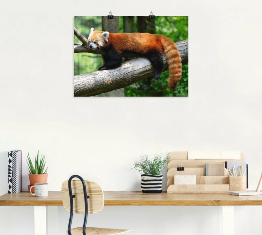 Artland Wandbild »Roter Panda«, Wildtiere (1 Stück), in vielen Größen & Produktarten - Alubild / Outdoorbild für den Außenbereich, Leinwandbild, Poster, Wandaufkleber / Wandtattoo auch für Badezimmer geeignet-Bilder-Ideen für dein Zuhause von Home Trends