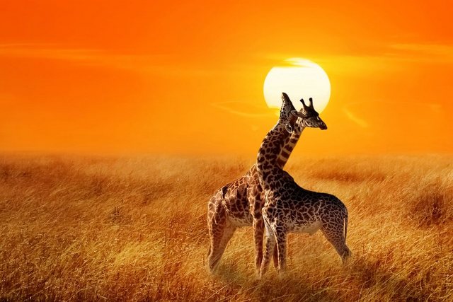 Papermoon Fototapete »Giraffes against Sunset«, glatt-Tapeten-Inspirationen