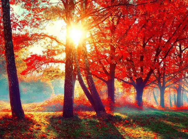 Papermoon Fototapete »Autumn Park«, glatt-Tapeten-Inspirationen
