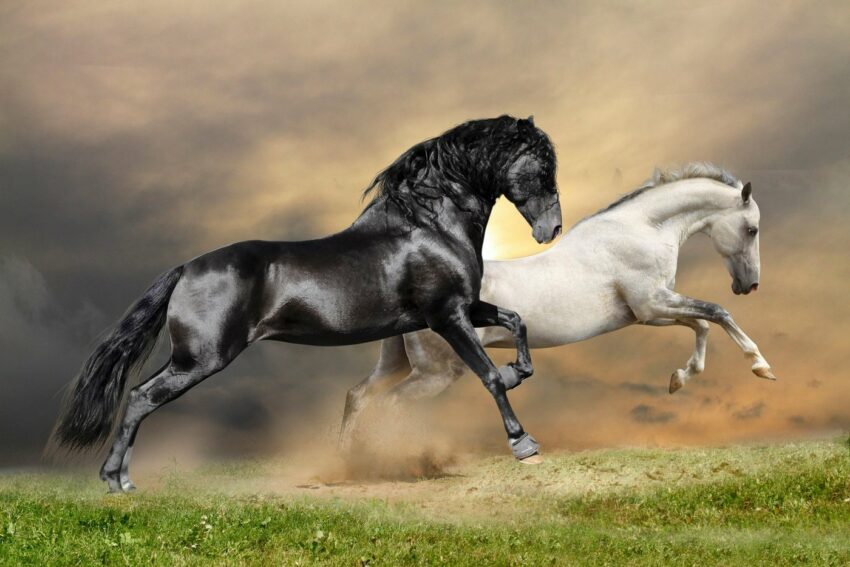 Papermoon Fototapete »Black and White Horses«, glatt-Tapeten-Ideen für dein Zuhause von Home Trends