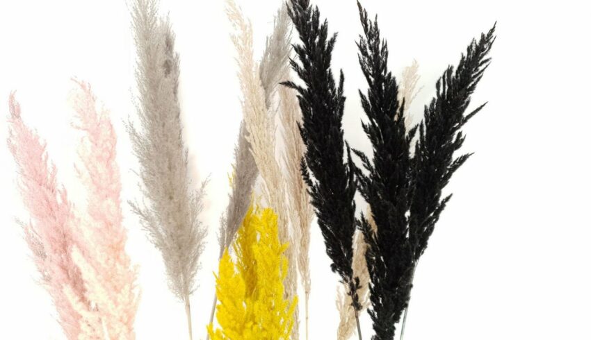 Trockenblume »Dried Pampas« Pampasgras, Everflowers, Höhe 110 cm, 3er Set-Kunstpflanzen-Ideen für dein Zuhause von Home Trends