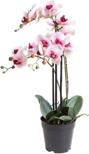 Kunstorchidee »Orchidee Bora« Orchidee, Botanic-Haus, Höhe 60 cm-Kunstpflanzen-Inspirationen