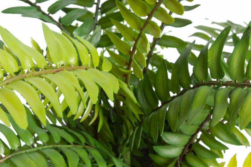Künstliche Zimmerpflanze »Farn mit 18 Blättern« Farn, Botanic-Haus, Höhe 28 cm-Kunstpflanzen-Ideen für dein Zuhause von Home Trends