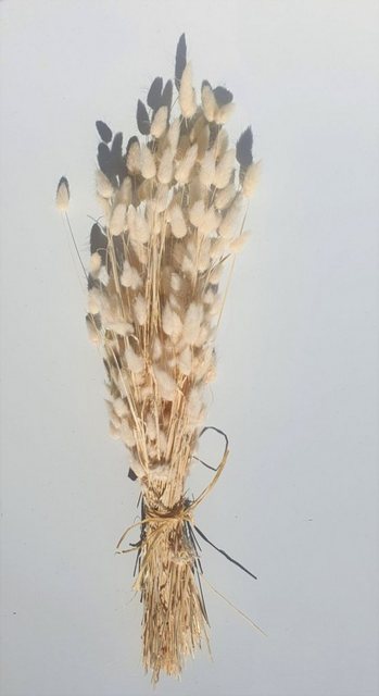 Trockenblume »Bunch of Lagurus«, Everflowers, Höhe 60 cm-Kunstpflanzen-Inspirationen
