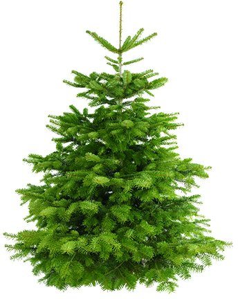 Weihnachtsbaum Guru Echter Weihnachtsbaum »Nordmanntanne«, Nordmanntanne, zum Aufstellen-Weihnachtsbäume-Inspirationen