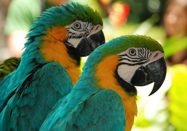 Papermoon Fototapete »Macaw Love Birds«, glatt-Tapeten-Inspirationen