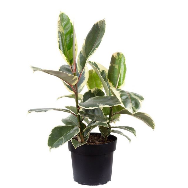 Flowerbox Zimmerpflanze »Gummibaum - Ficus elastica 'Tineke'«-Pflanzen-Inspirationen