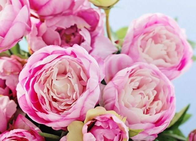 Papermoon Fototapete »Pink Peony Flowers«, glatt-Tapeten-Inspirationen