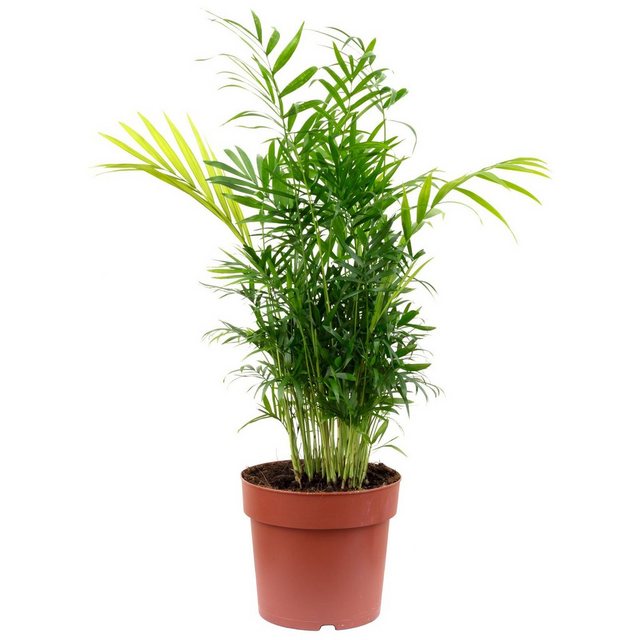 Flowerbox Zimmerpflanze »Bergpalme - Chamaedorea elegans«-Pflanzen-Inspirationen
