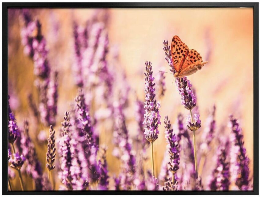 Wall-Art Poster »Schmetterling Lavendel«, Schmetterlinge (1 Stück), Poster, Wandbild, Bild, Wandposter-Bilder-Ideen für dein Zuhause von Home Trends