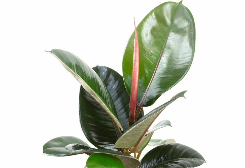 Flowerbox Zimmerpflanze »Gummibaum - Ficus elastica 'Robusta'«-Pflanzen-Ideen für dein Zuhause von Home Trends