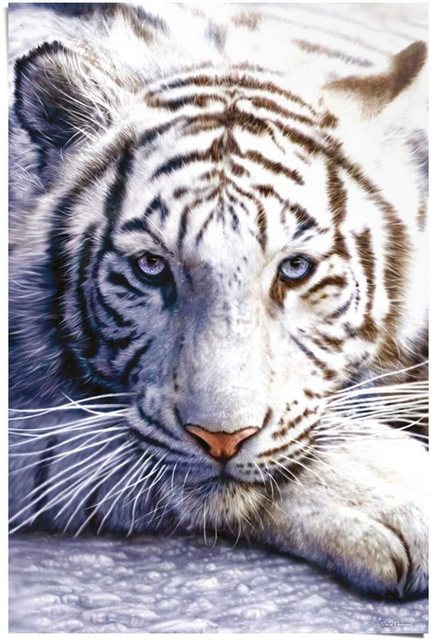 Reinders! Poster »Weißer Tiger«, (1 Stück)-Bilder-Inspirationen