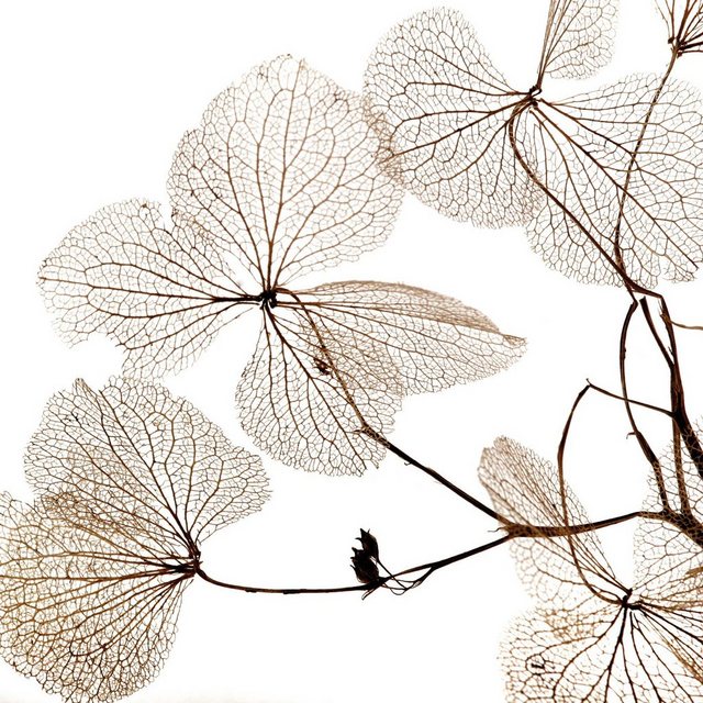 queence Holzbild »Pflanzen Adern«, 40x40 cm-Bilder-Inspirationen