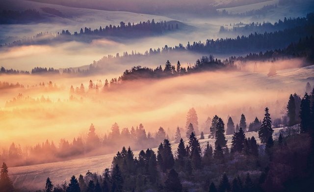 Consalnet Papiertapete »Waldlandschaft im Nebel«-Tapeten-Inspirationen
