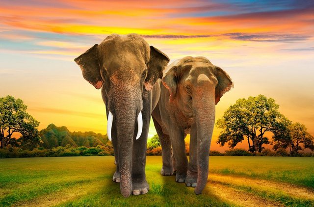 Papermoon Fototapete »Elephants Family«, glatt-Tapeten-Inspirationen