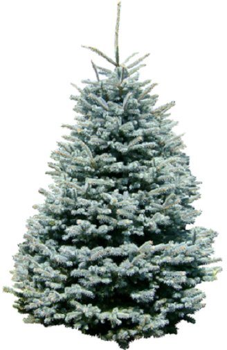 Weihnachtsbaum Guru Echter Weihnachtsbaum »Edeltanne«, Edeltanne, zum Aufstellen-Weihnachtsbäume-Inspirationen