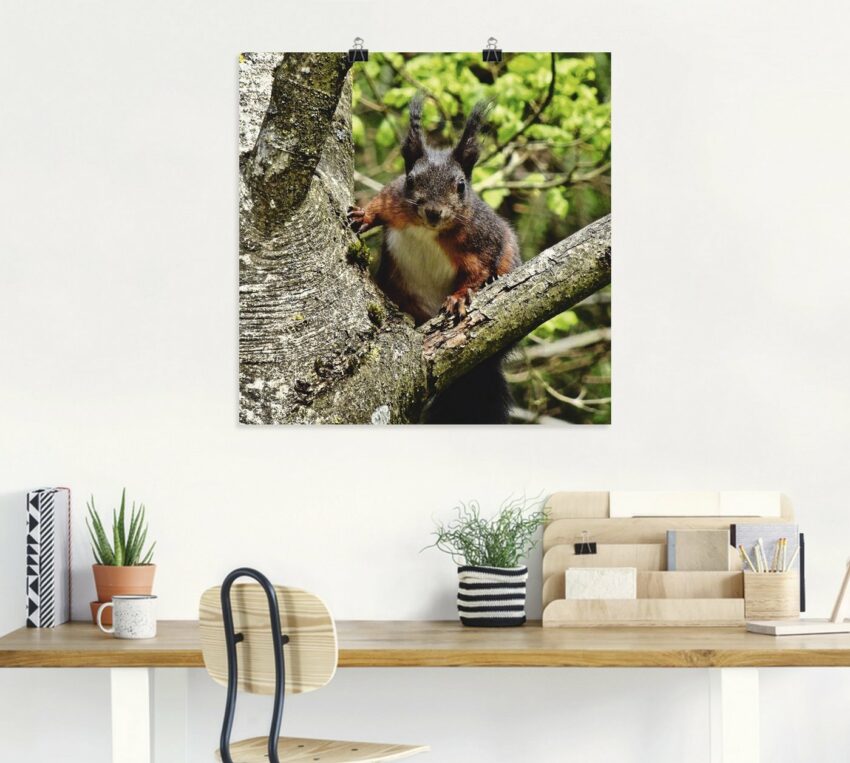 Artland Wandbild »Eichhörnchen Blick«, Wildtiere (1 Stück), in vielen Größen & Produktarten - Alubild / Outdoorbild für den Außenbereich, Leinwandbild, Poster, Wandaufkleber / Wandtattoo auch für Badezimmer geeignet-Bilder-Ideen für dein Zuhause von Home Trends