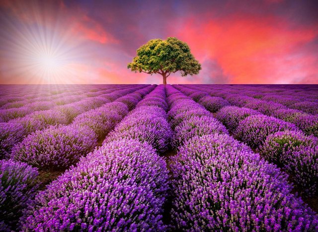 Papermoon Fototapete »Lavender Field in Sunburst«, glatt-Tapeten-Inspirationen