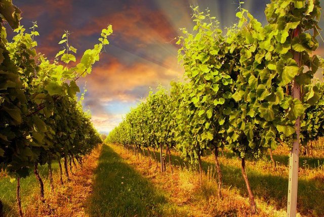 Papermoon Fototapete »Sunset Vineyard«, glatt-Tapeten-Inspirationen