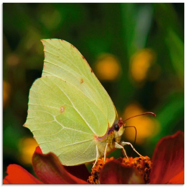 Artland Glasbild »Zitronenfalter«, Insekten (1 Stück)-Bilder-Inspirationen