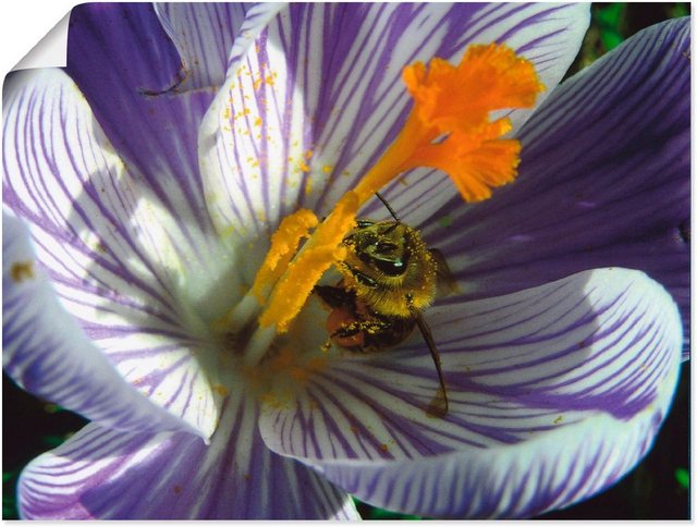 Artland Wandbild »Blüte Biene«, Blumen (1 Stück), in vielen Größen & Produktarten - Alubild / Outdoorbild für den Außenbereich, Leinwandbild, Poster, Wandaufkleber / Wandtattoo auch für Badezimmer geeignet-Bilder-Inspirationen