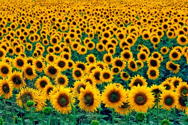 Papermoon Fototapete »Field of Sunflowers«, glatt-Tapeten-Inspirationen
