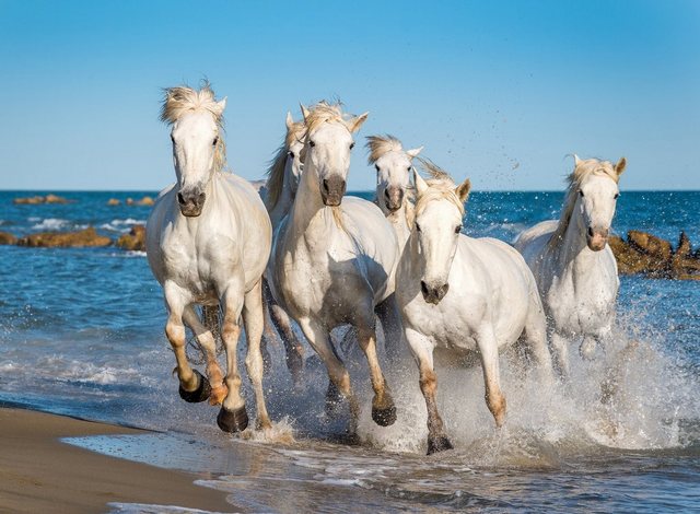 Papermoon Fototapete »Camargue Horses«, glatt-Tapeten-Inspirationen