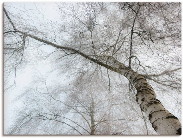 Artland Wandbild »Winter Birke«, Bäume (1 Stück), in vielen Größen & Produktarten -Leinwandbild, Poster, Wandaufkleber / Wandtattoo auch für Badezimmer geeignet-Bilder-Inspirationen