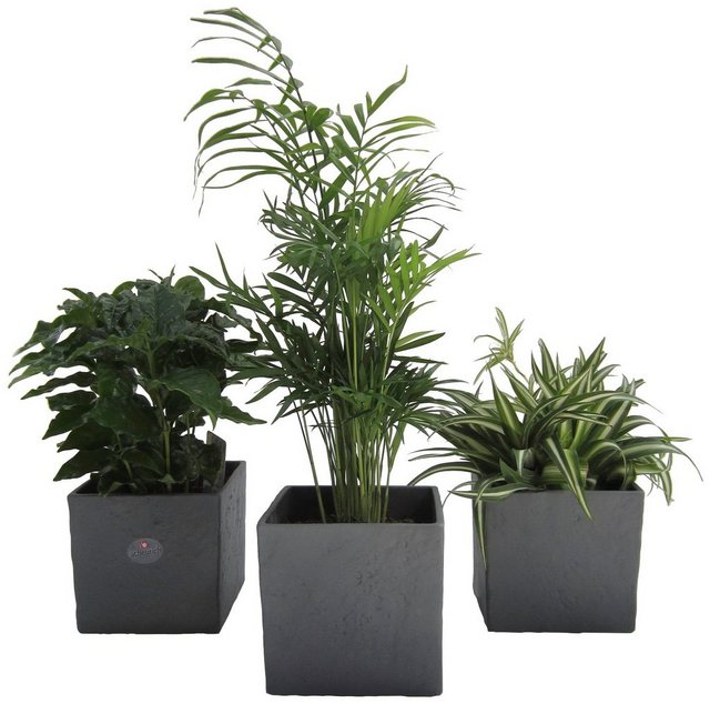 Dominik Zimmerpflanze »Palmen-Set«, Höhe: 15 cm, 3 Pflanzen in Dekotöpfen-Pflanzen-Inspirationen