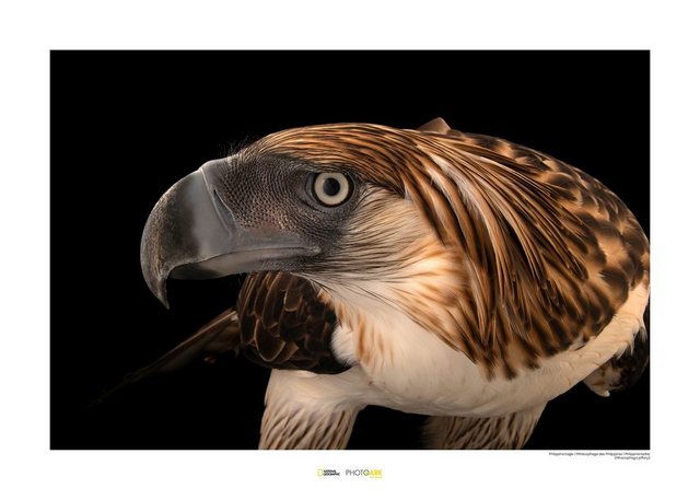 Komar Poster »Philippine Eagle«, Tiere, Höhe: 30cm-Bilder-Inspirationen