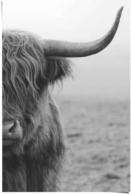 Reinders! Poster »Poster Highlander Bulle«, Kuh (1 Stück)-Bilder-Inspirationen