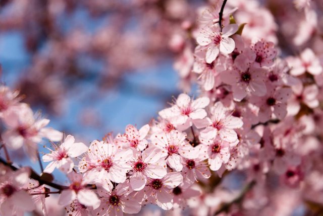 Papermoon Fototapete »Springtime Flowers«, glatt-Tapeten-Inspirationen