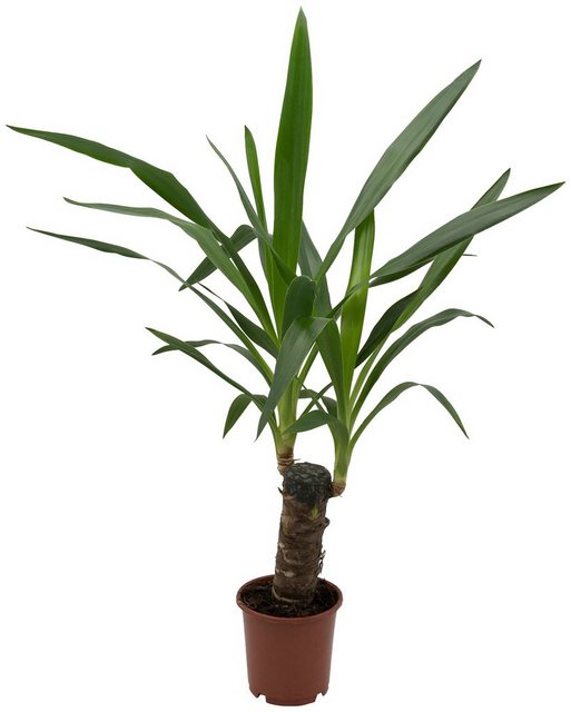 Dominik Zimmerpflanze »Yucca-Palme«, Höhe: 30 cm, 1 Pflanze-Pflanzen-Inspirationen