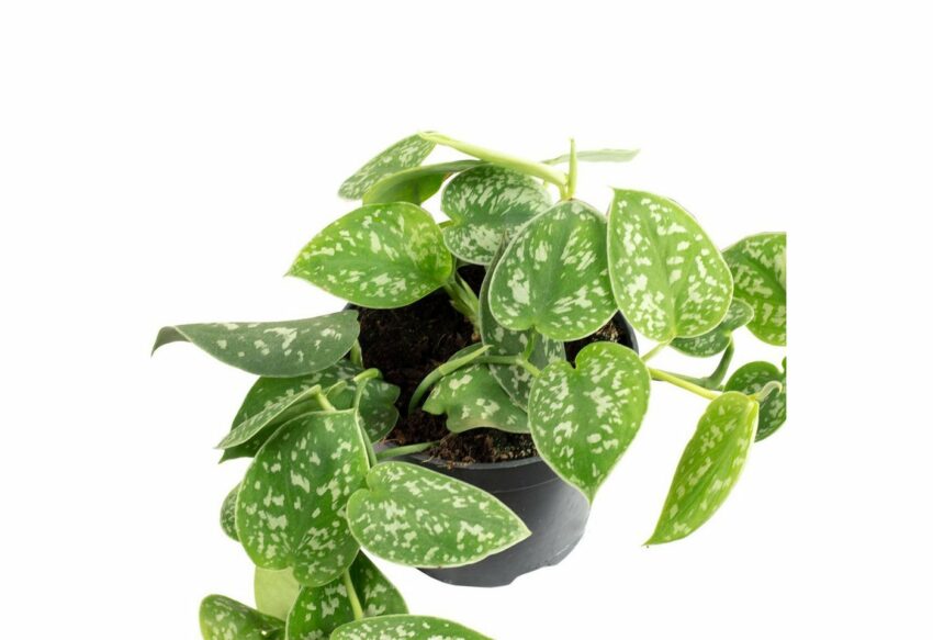 Flowerbox Zimmerpflanze »Gefleckte Efeutute - Scindapsus pictus 'Argyraeus'«-Pflanzen-Ideen für dein Zuhause von Home Trends