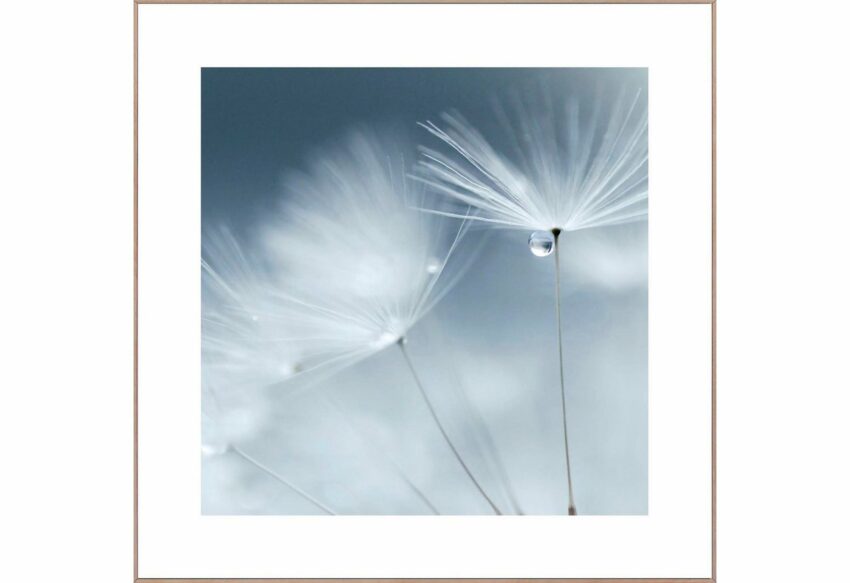 Reinders! Wandbild »Slim Frame Wood 50x50 Dewdrop Dandelion«-Bilder-Ideen für dein Zuhause von Home Trends
