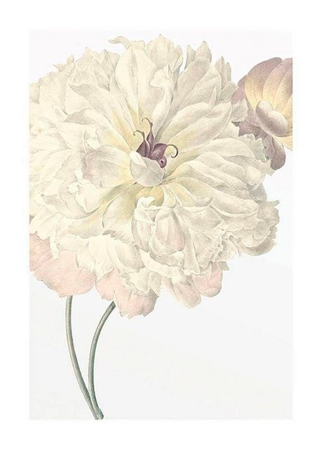 Komar Poster »Illustration Dahlia«, Blumen, Höhe: 70cm-Bilder-Inspirationen