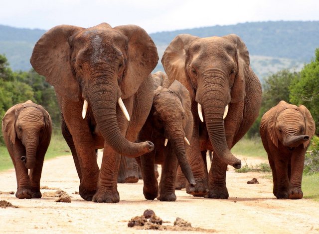 Papermoon Fototapete »African Elephant Herd«, glatt-Tapeten-Inspirationen