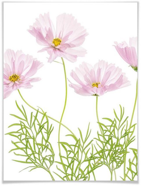 Wall-Art Poster »Sommerblume«, Blumen (1 Stück)-Bilder-Inspirationen