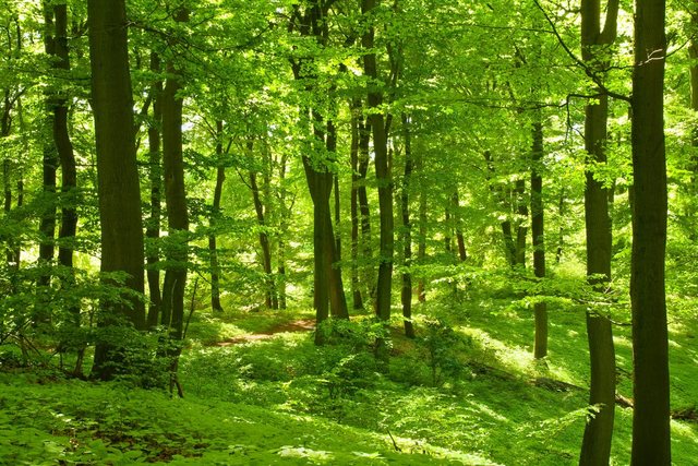 Papermoon Fototapete »German Beech Forest«, glatt-Tapeten-Inspirationen
