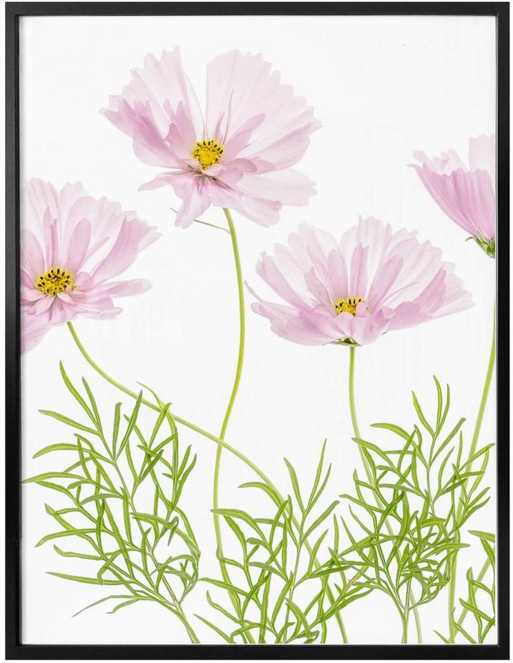 Wall-Art Poster »Sommerblume«, Blumen (1 Stück)-Bilder-Ideen für dein Zuhause von Home Trends