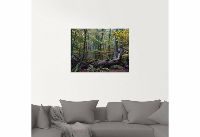 Artland Glasbild »Ein alter Riese, neuer Lebensraum«, Wald (1 Stück)-Bilder-Ideen für dein Zuhause von Home Trends
