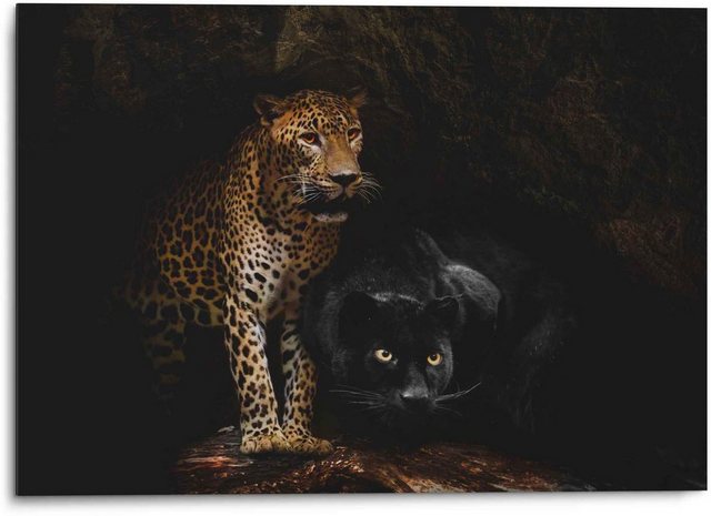 Reinders! Wandbild »Aluminium Wandbild Raubtiere Panther - Cougar - Katzen - Höhle«, Wildtiere (1 Stück)-Bilder-Inspirationen