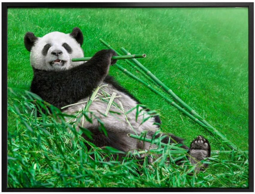 Wall-Art Poster »Waldtiere Bambus Panda«, Tiere (1 Stück), Poster, Wandbild, Bild, Wandposter-Bilder-Ideen für dein Zuhause von Home Trends