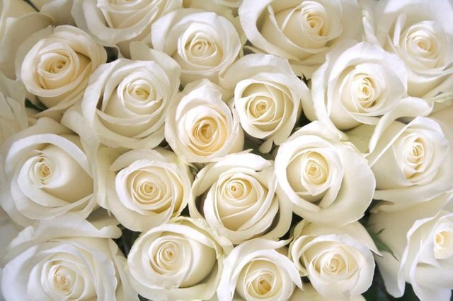 Papermoon Fototapete »White Roses«, glatt-Tapeten-Inspirationen