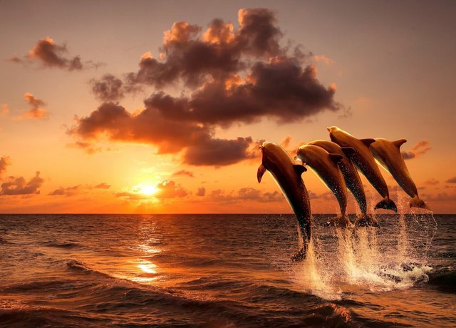 Papermoon Fototapete »Sunset Jumping Dolphins«, glatt-Tapeten-Inspirationen