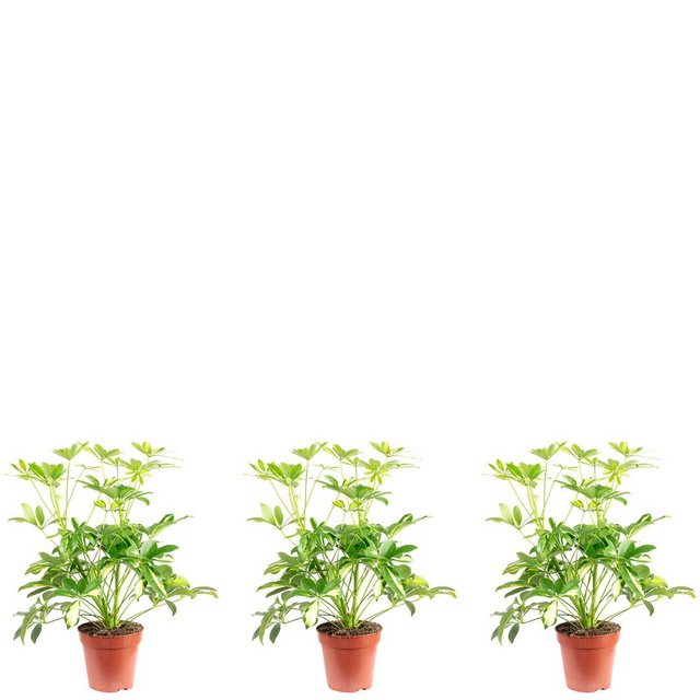 Flowerbox Zimmerpflanze »Strahlenaralie - Schefflera arboricola«-Pflanzen-Inspirationen