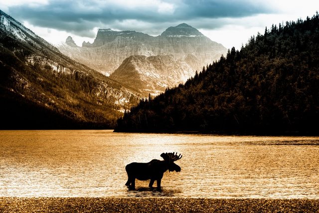 Papermoon Fototapete »Moose in Waterton Lake«, glatt-Tapeten-Inspirationen