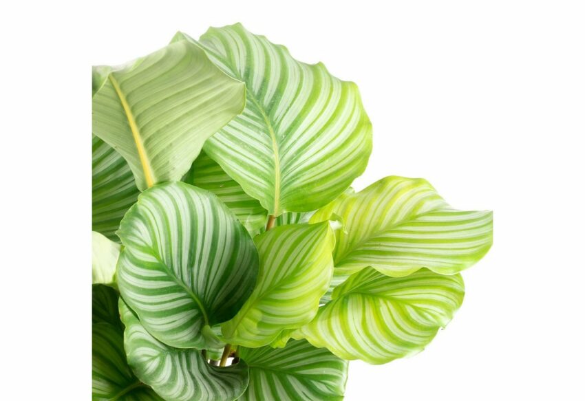 Flowerbox Zimmerpflanze »Korbmarante Ornata - Calathea Orbifolia«-Pflanzen-Ideen für dein Zuhause von Home Trends
