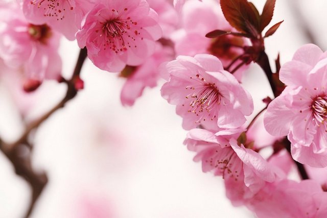 Papermoon Fototapete »Peach Blossom«, glatt-Tapeten-Inspirationen