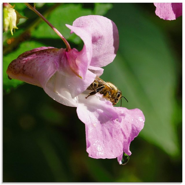Artland Glasbild »Eine Biene besucht eine große Blüte«, Insekten (1 Stück)-Bilder-Inspirationen